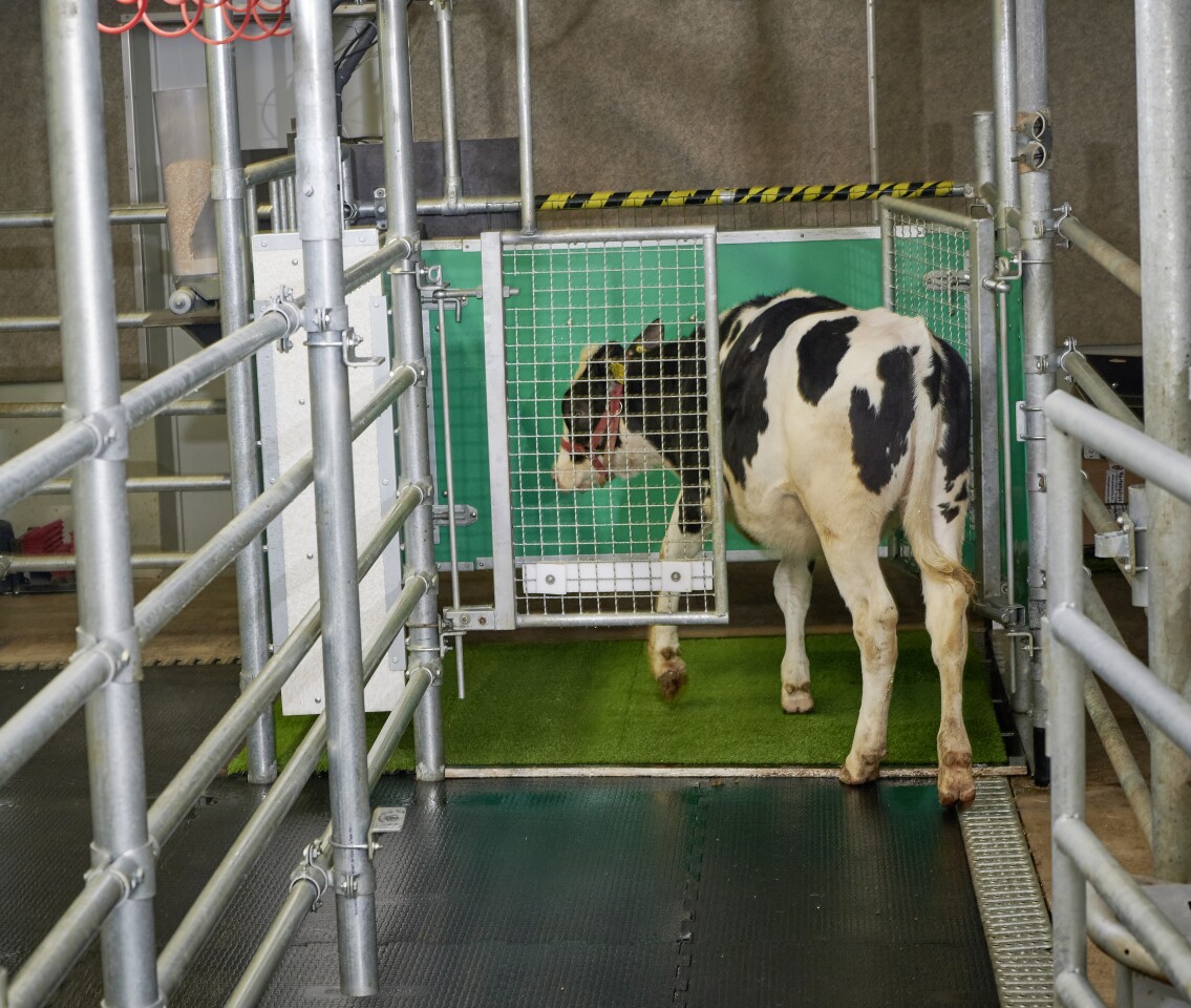 A calf enters the MooLoo, showing that cows can be toilet-trained