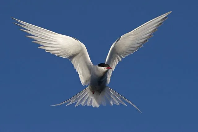 The Arctic tern (Sterna paradisaea) is an elegant flyer performing an annual long-distance migration between the Arctic and the Antarctica