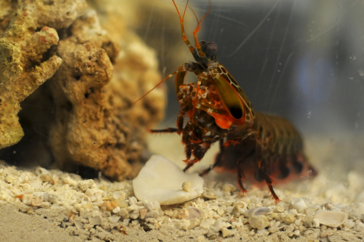 The peacock mantis shrimp has a punch like a .22 bullet (Photo: Carlos Puma)