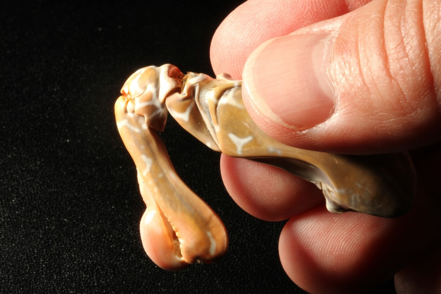 The mantis shrimp's club appendage can strike with an utterly ridiculous acceleration of 10,400 g – about that of a .22 caliber bullet