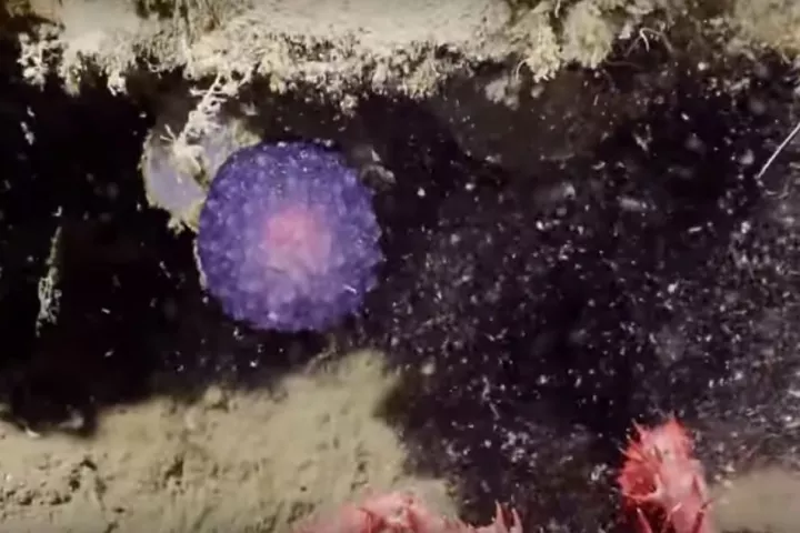 The orb was discovered on the ocean floor off the coast of Southern California