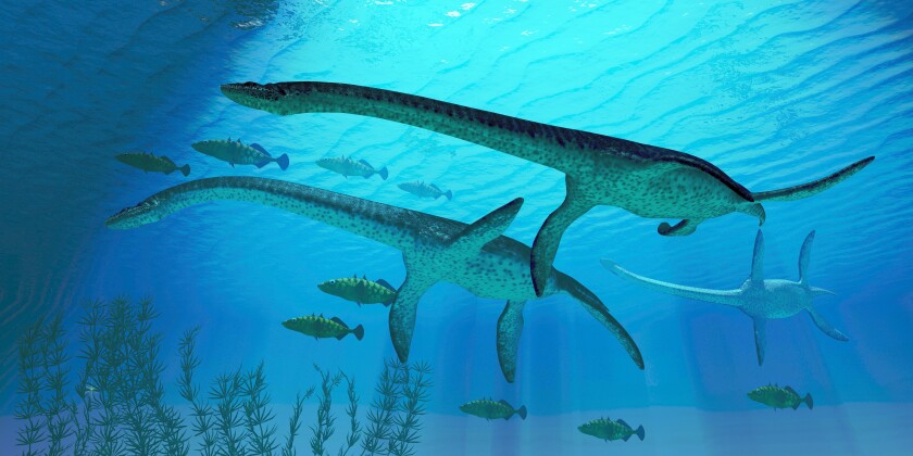 Whatever the Loch Ness monster is – if it even exists at all – it's probably not a plesiosaur