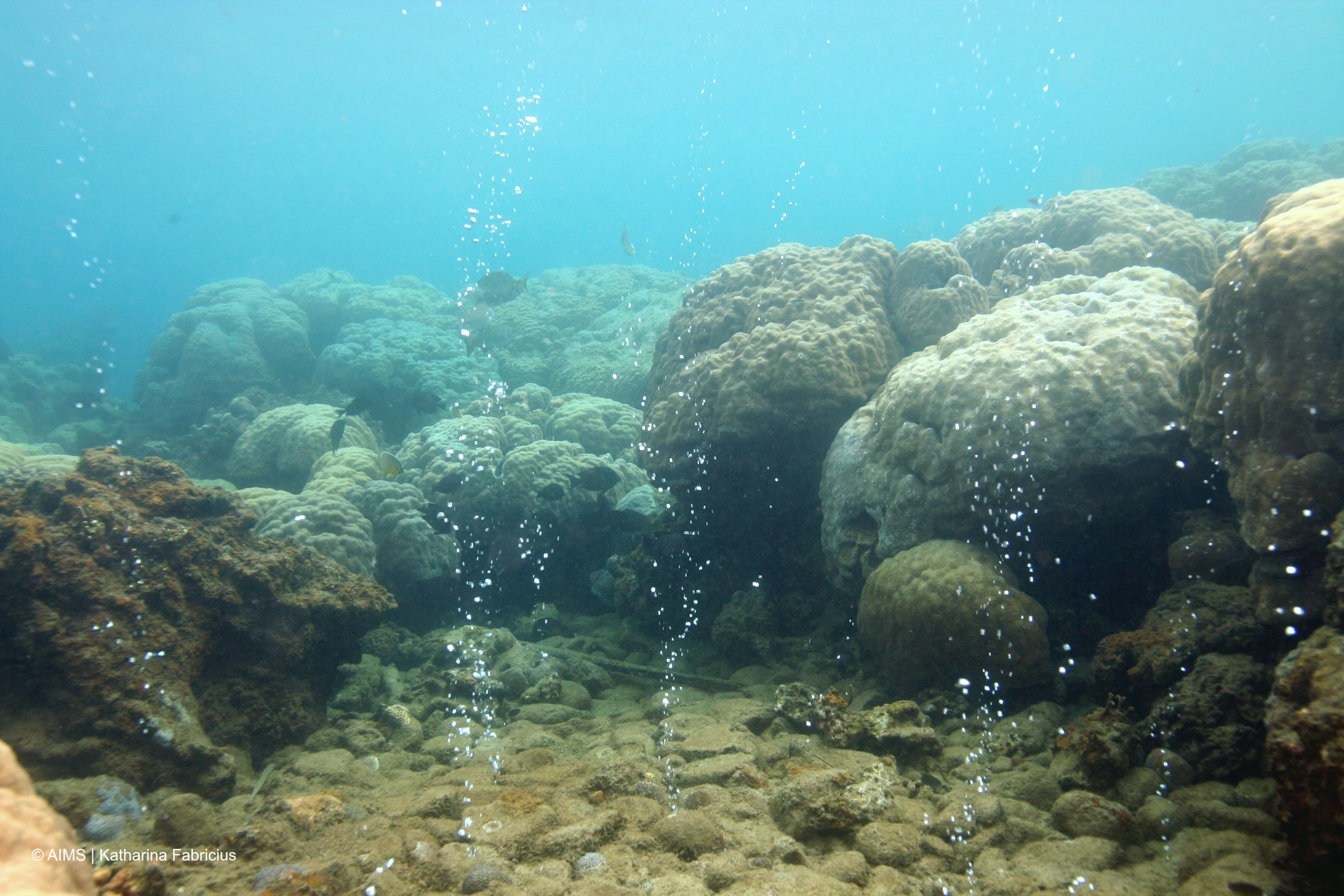 A decline in baby corals is a worrying sign, compounding the loss of species diversity