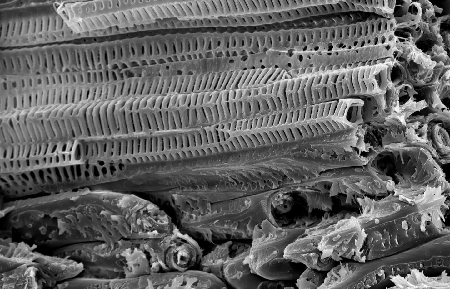 A microscope image of a coconut's endocarp, showing its ladder-like vascular bundles