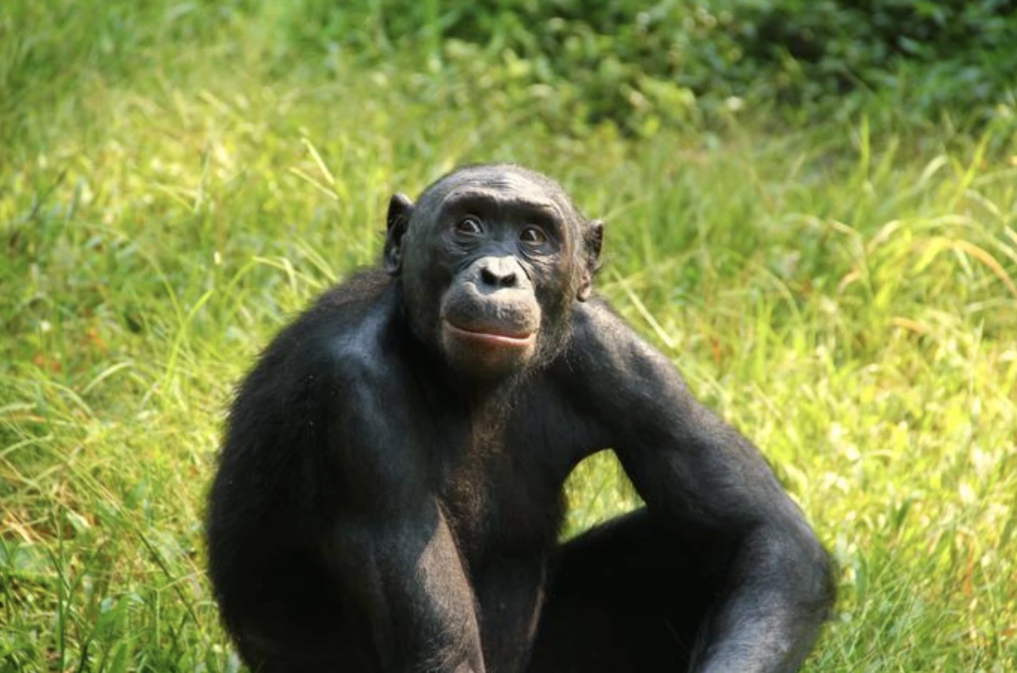Adolescent male bonobo at Lola ya Bonobo Sanctuary