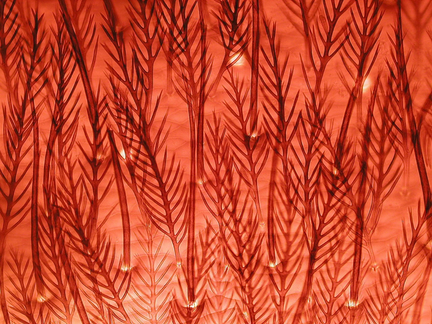 Image of Distinction: Bee hairs