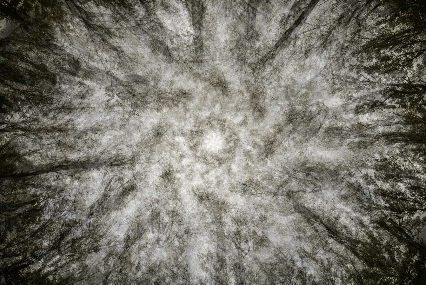 11-year-old Miguel Sánchez García of Spain precisely rotated an upward-facing camera with a wide-angle lens to take this dreamy, kaleidoscopic 8-exposure shot of a Finnish forest ceiling. Extraordinary work.