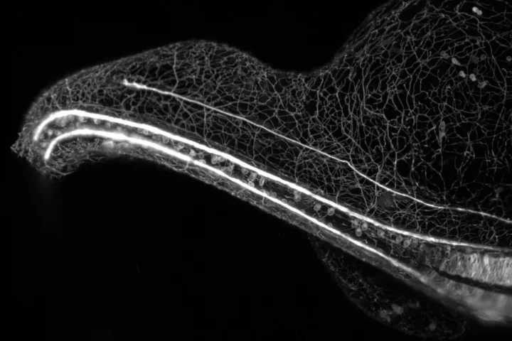The winning video showing the sensory nervous system of a zebrafish embryo growing over a 16-hour time lapse
