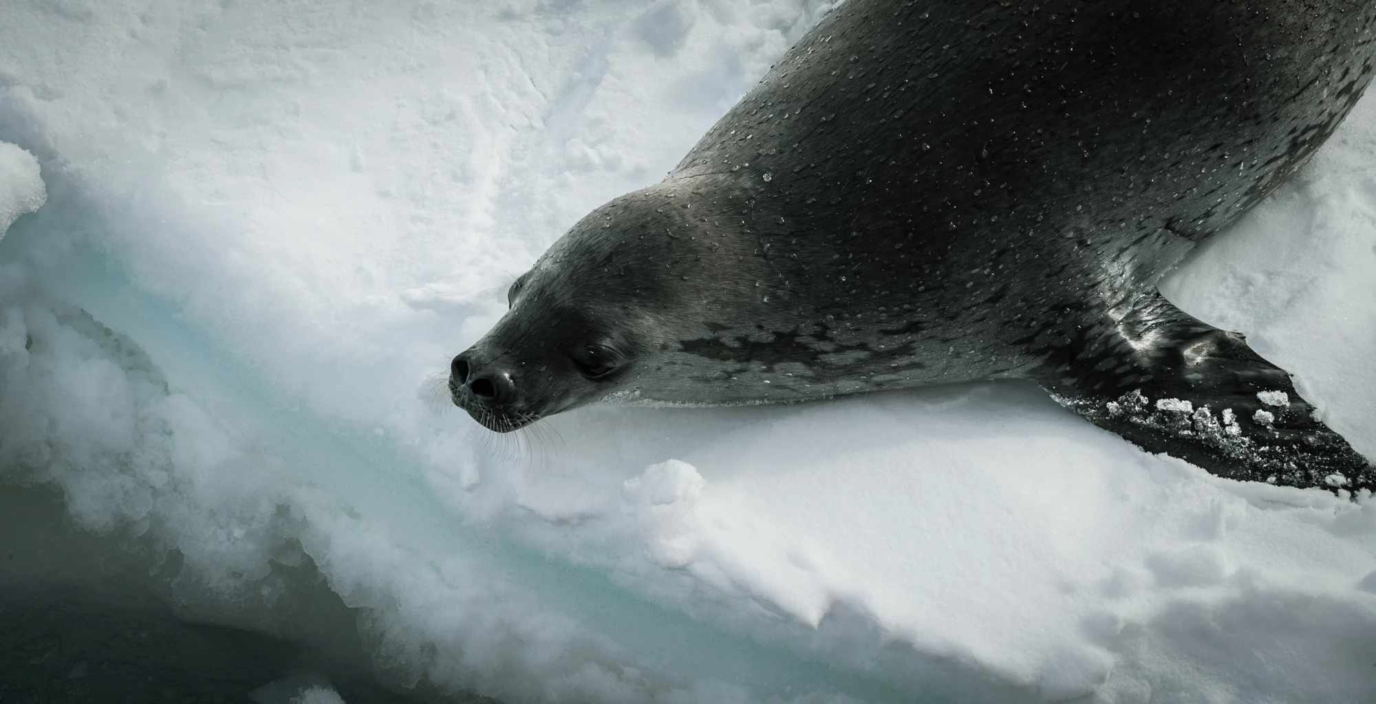 Seals were also present