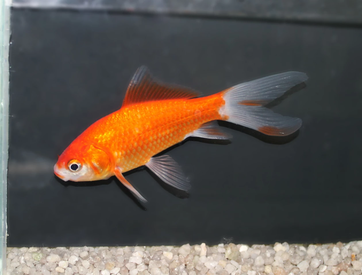Through experiments on goldfish, scientists have demonstrated how common plasticizers can impact brain function