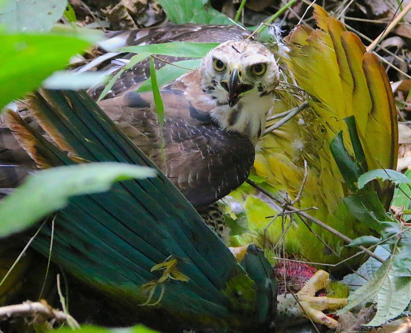 An Ornate Hawk-Eagle preying upon a Great Green Macaw. The eagle is near-threatened and the macaw is endangered