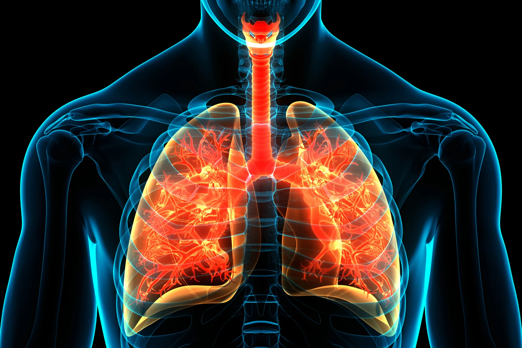 Alveolar macrophages, lung-based immune cells, can be trained to remember a particular pathogen, a new study has found