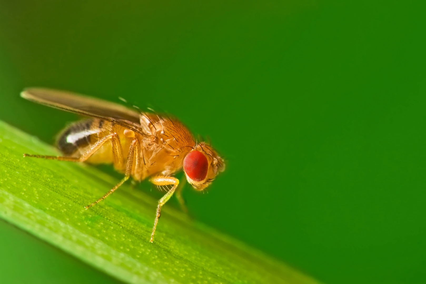 A study on fruit flies has significantly improved our understanding of Parkinson's disease
