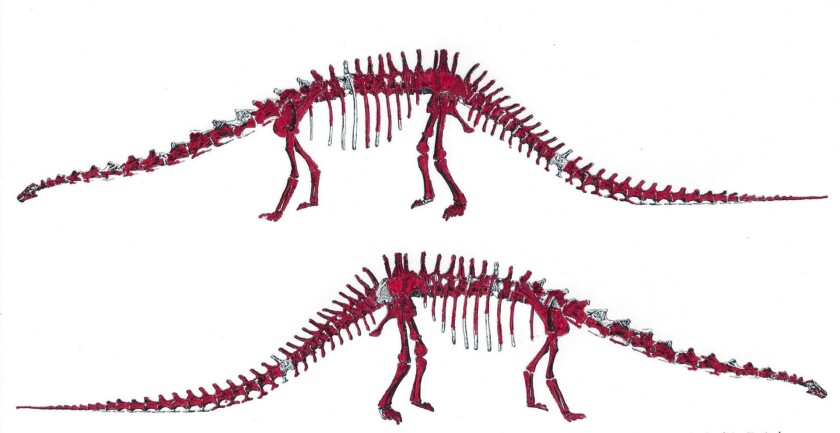The above image shows the original bones of "skinny", the Diplodocus skeleton to go to auction, marked in red