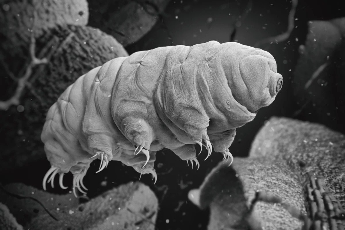 Researchers have found that tardigrades might be more vulnerable to climate change than we thought