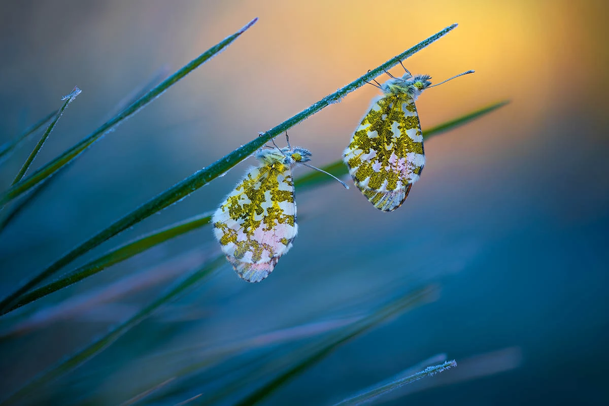Finalist, Cold Morning Tips. Goričan, Croatia. "On a cold, early morning in March, a pair of Anthocharis cardamines (orange-tip) butterflies await the sun’s rays. Upon closer inspection frost covered grass is revealed, which disappeared just as the sun came up."