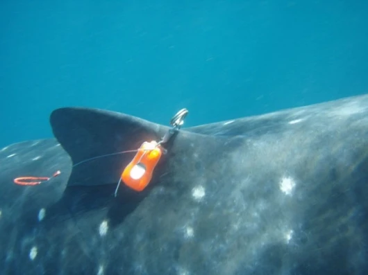 Whale shark with the "Black Box" attachedPhoto Credit: Rolex Awards / Kurt Amsler