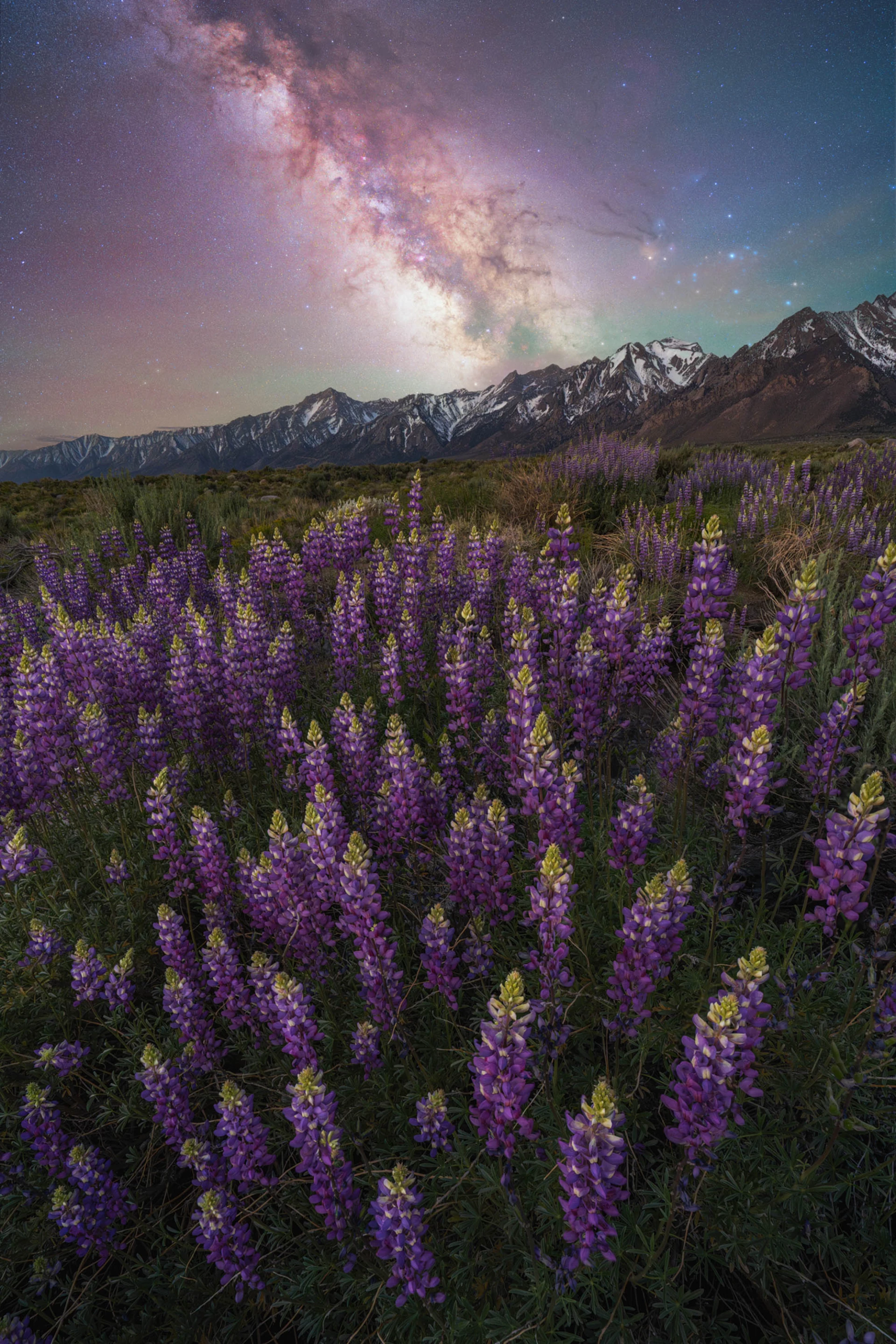 Lupine Dreams by Brandt Ryder, shot in USA. A super-bloom of lupine flowers in the Eastern Sierra mountains of California blend in with the colors of the starry sky above