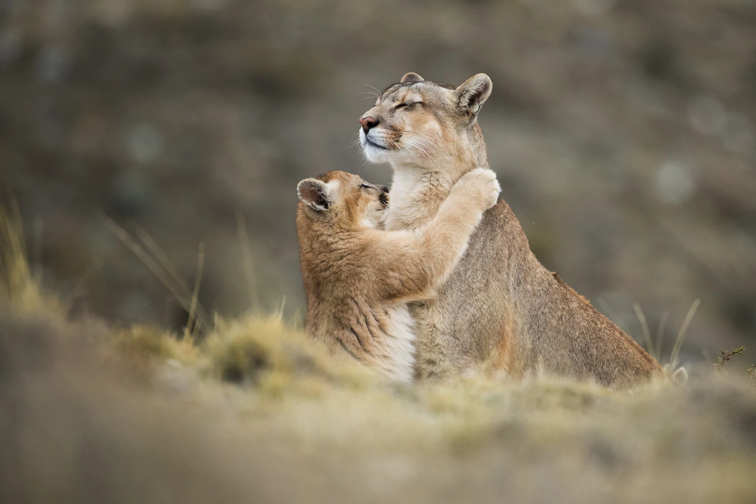 Highly Commended, Endangered Planet portfolio. A puma kitten with his mother