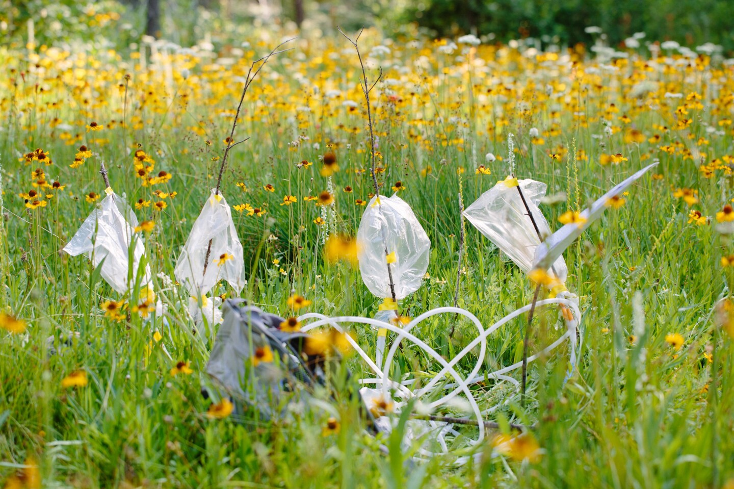Even through canvas bags, the mosquitoes were attracted to the orchids in question