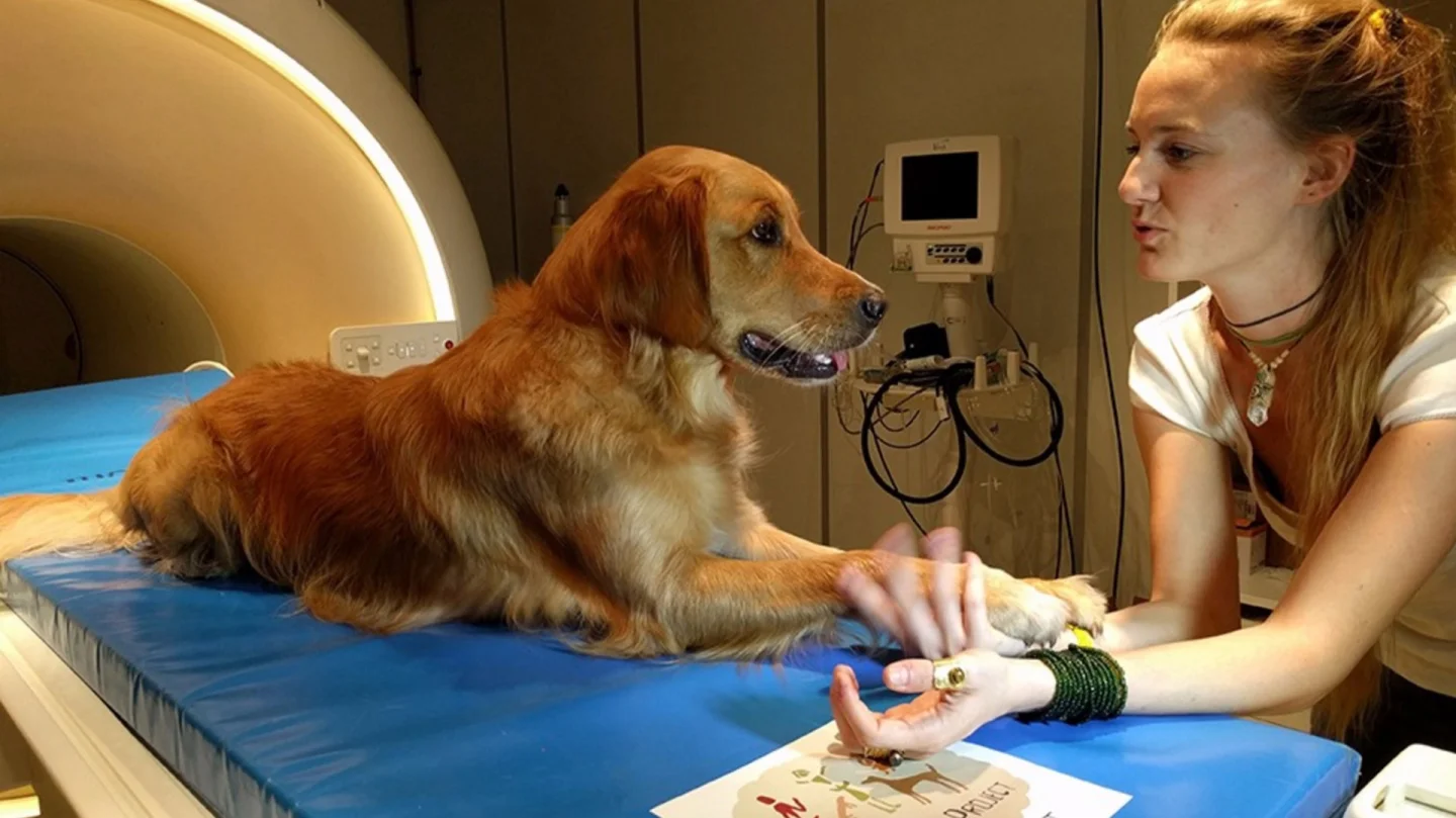 An Eötvös Loránd University researcher with one of the canine participants of the study