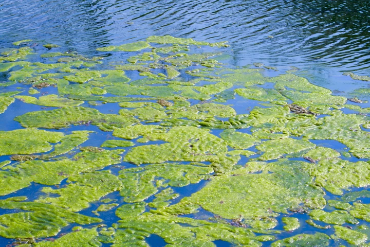 The algae is harvested from waste steams, where algal blooms can occur