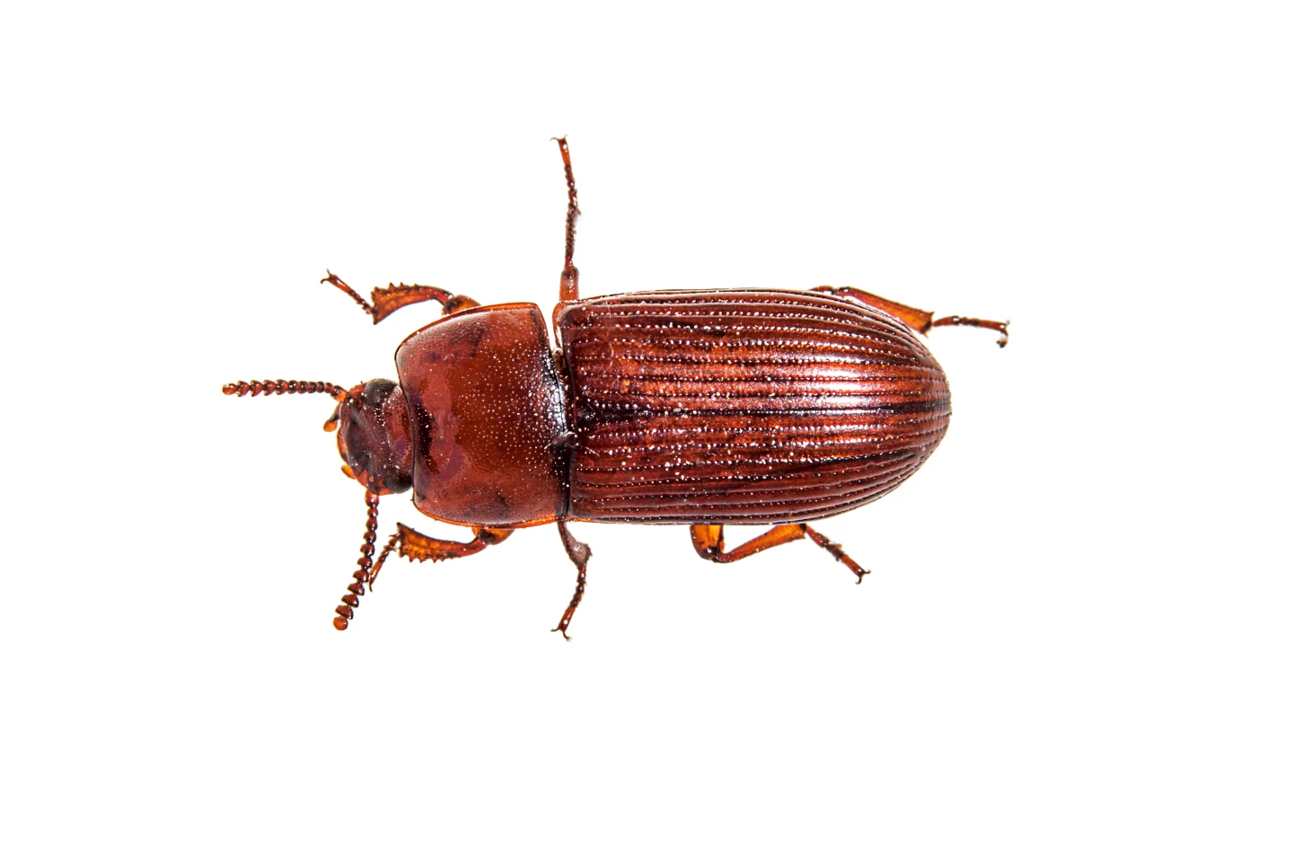 A flour beetle similar to the one used in the study