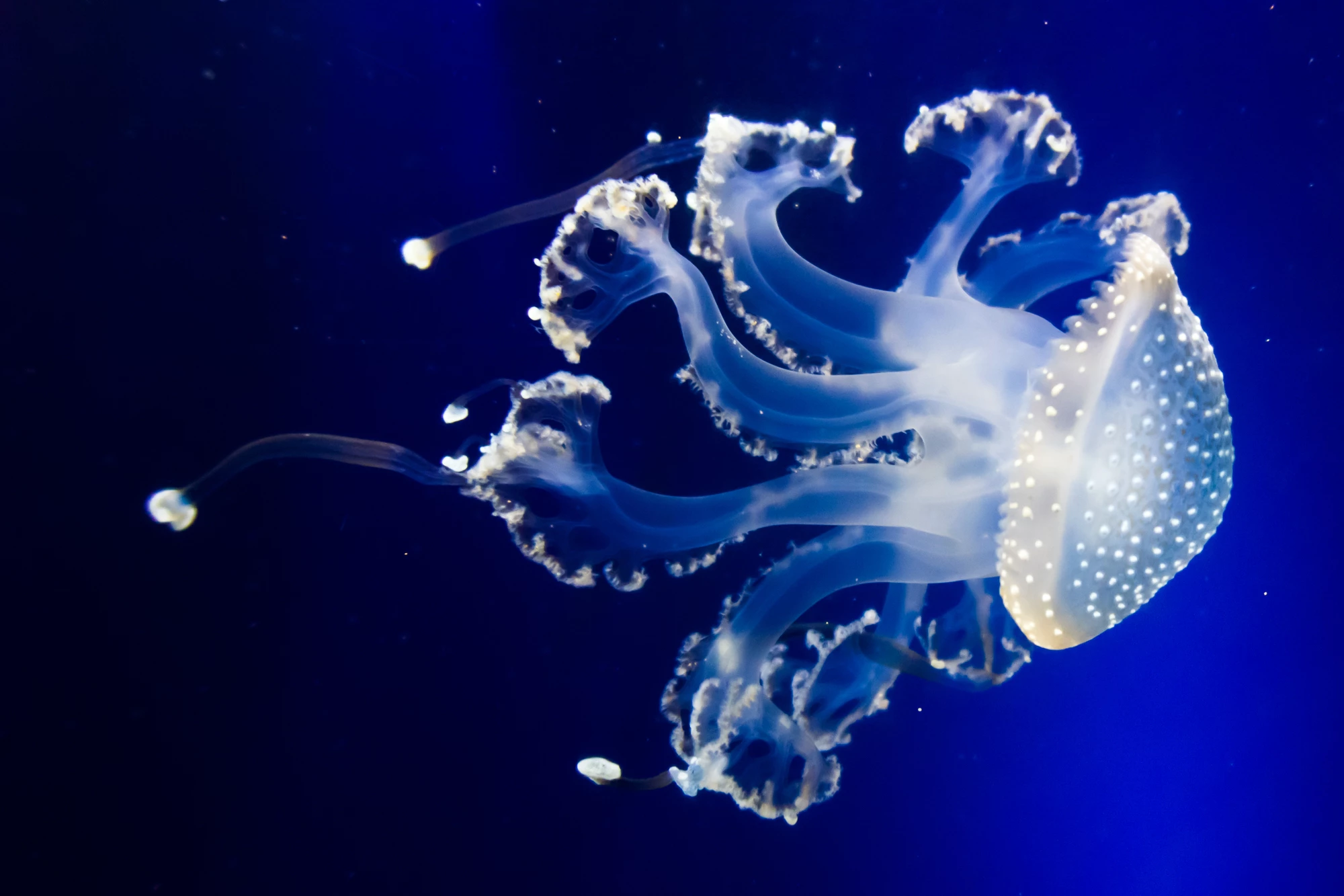 The motion of real jellyfish (pictured) is not only good for propulsion, it's also used to funnel nutrients to the creature