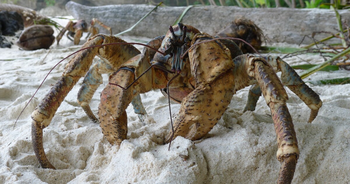 Coconut crabs have a killer clamp