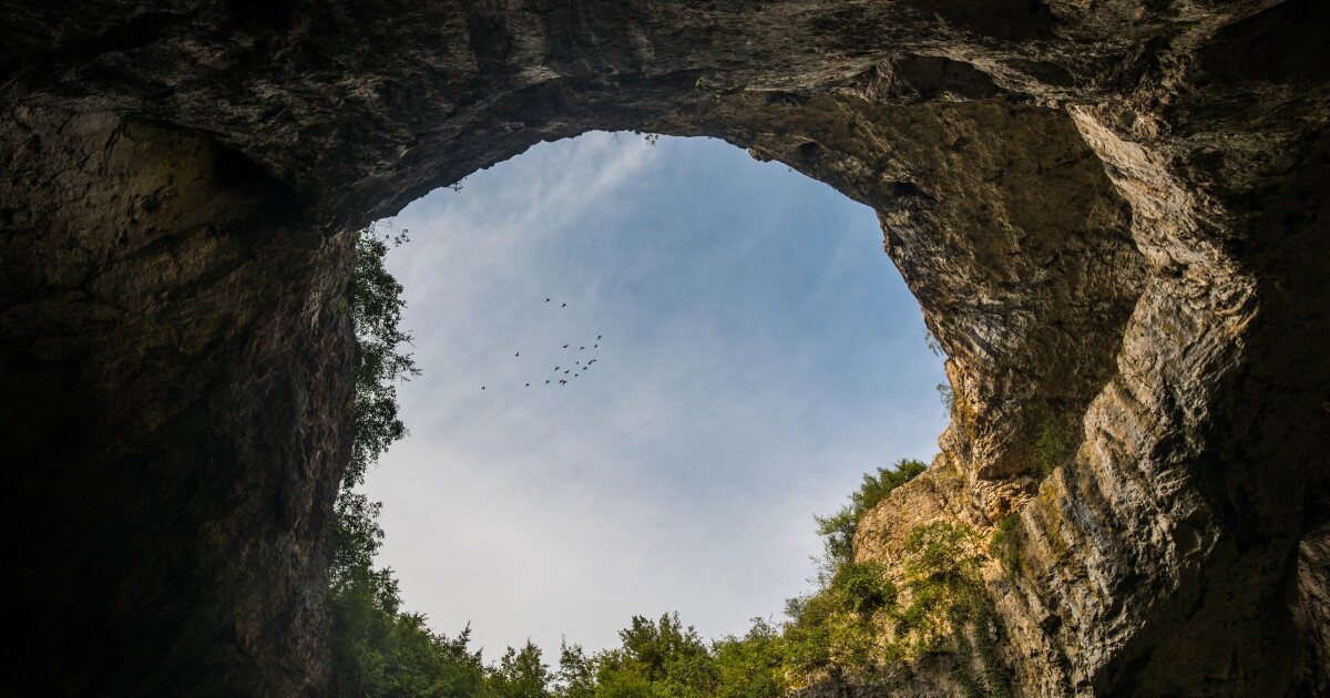 Sinkholes saved these endangered trees – then trapped them there