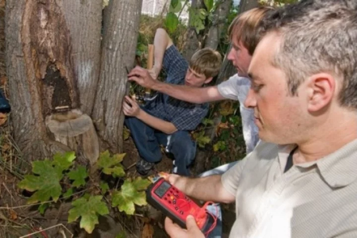 Electrical engineers Babak Parviz and Brian Otis and undergraduate student Carlton Himes (right to left) demonstrate a circuit that runs entirely off tree power (Images: University of Washington)