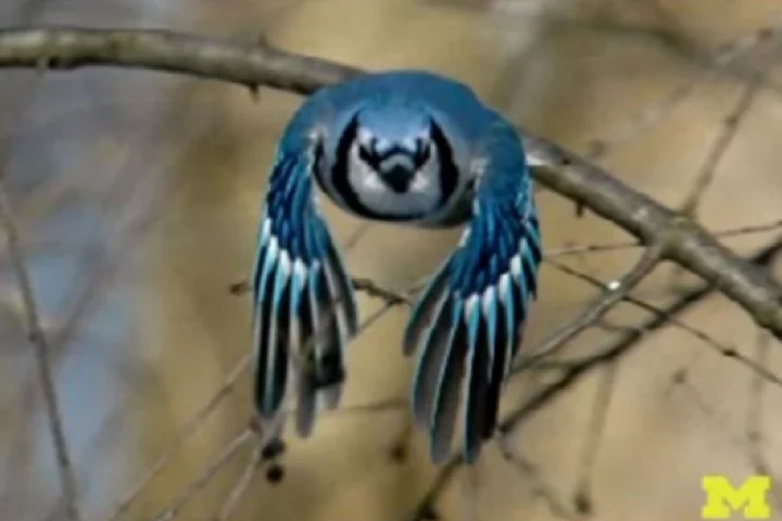 The University of Michigan is designing a new generation of flapping-wing micro-aircraftPhoto: Professor Wei Shyy