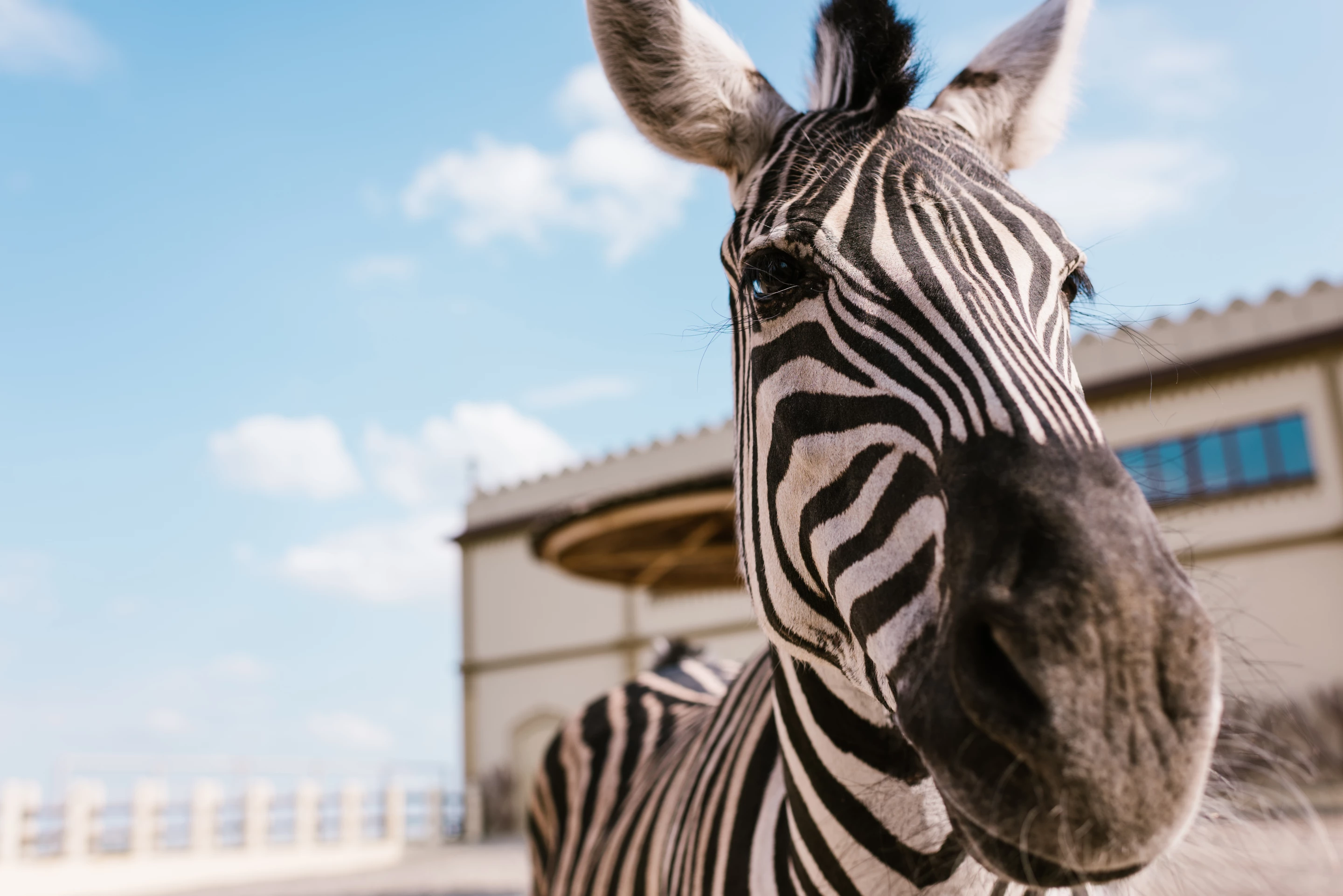 More than just a pretty face: zebra stripes are behind the design of a new electricity generator