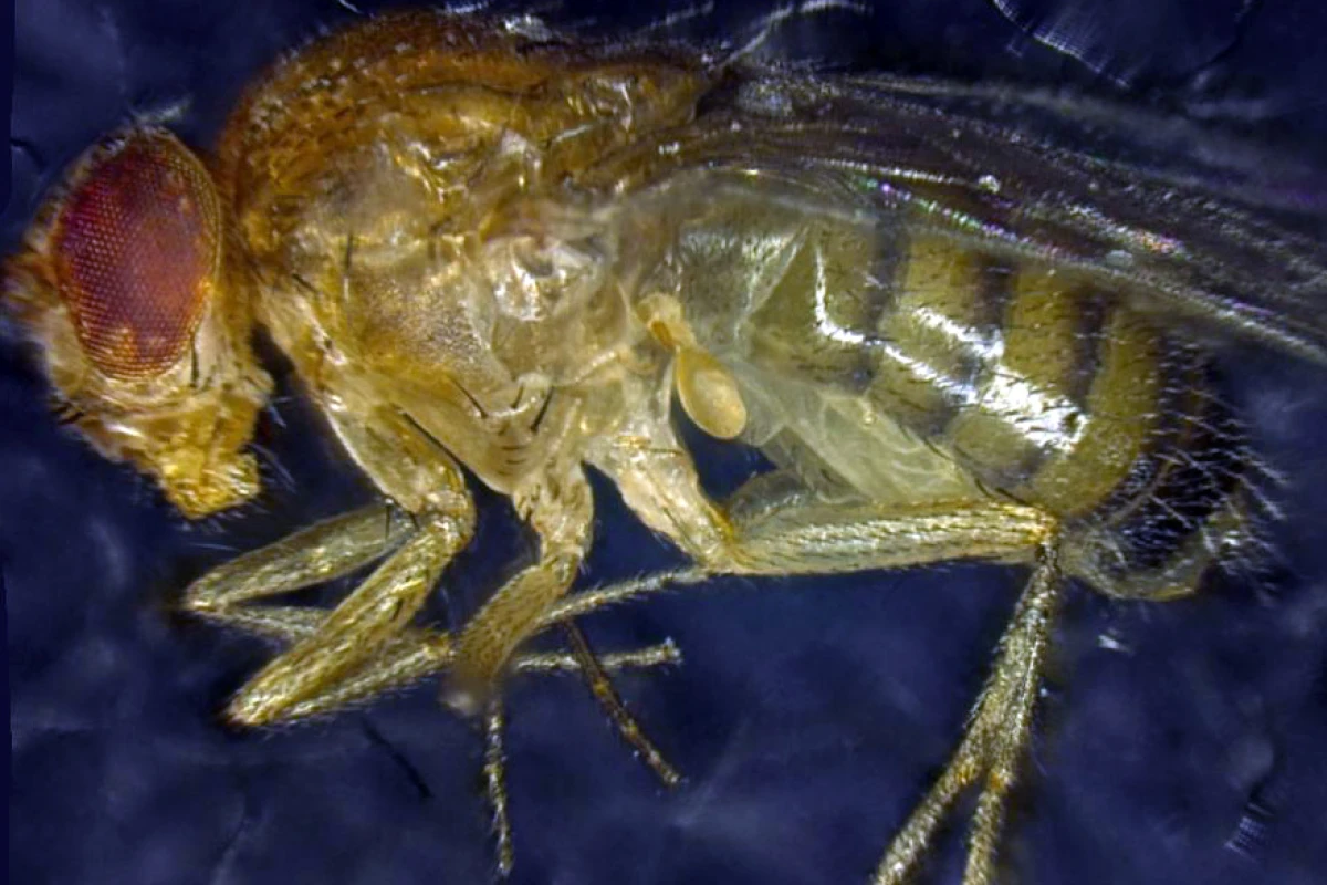 Researchers have increased the lifespan of the common fruit fly by activating a gene repsonsible for eliminating unhealthy cells (Photo: Institute for Cell Biology, University of Bern)