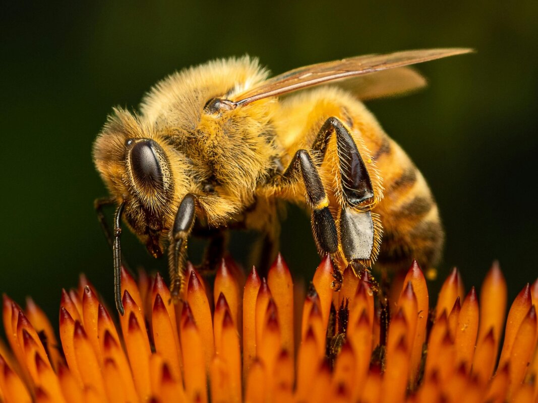 World Bee Day: They do more for nature than just pollinate, you know