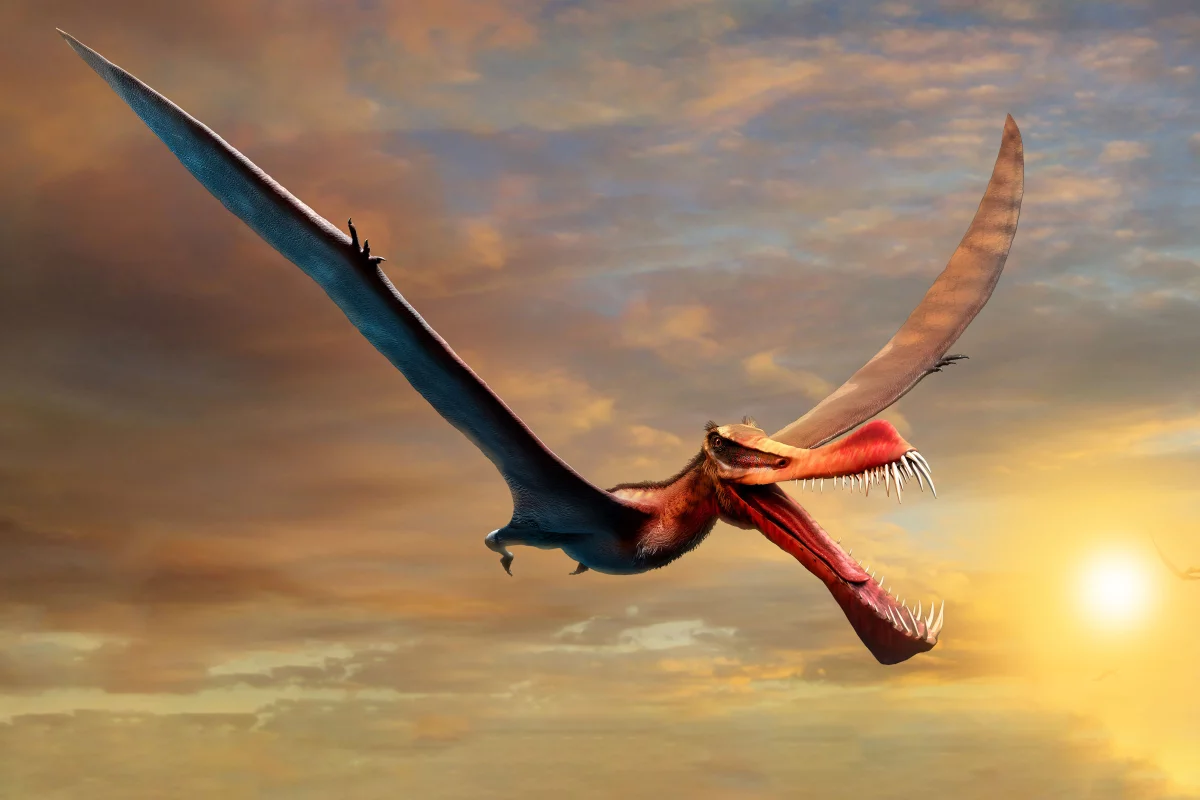 An artist's impression of Thapunngaka shawi, which was the largest known flying reptile in Australia