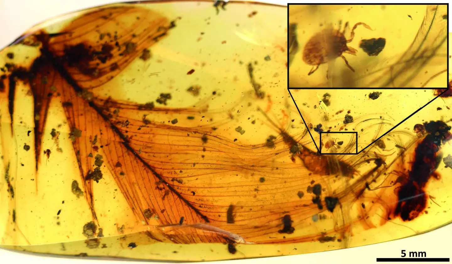 A hard tick clutches at a dinosaur feather in a 99-million-year-old piece of fossilized amber