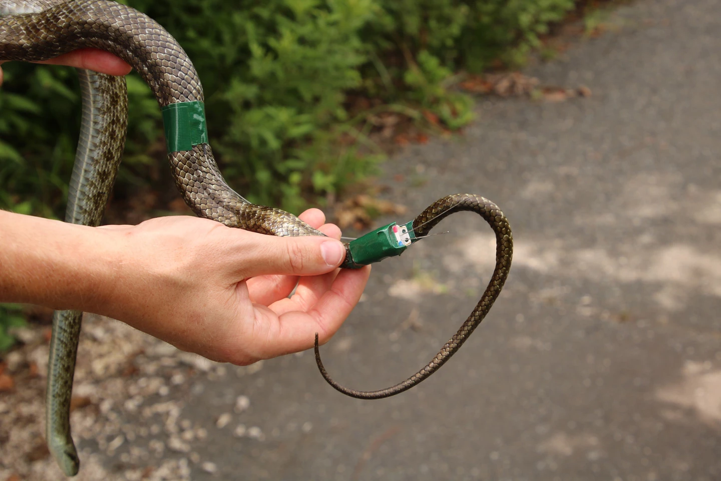 A tagged snake at Fukushima