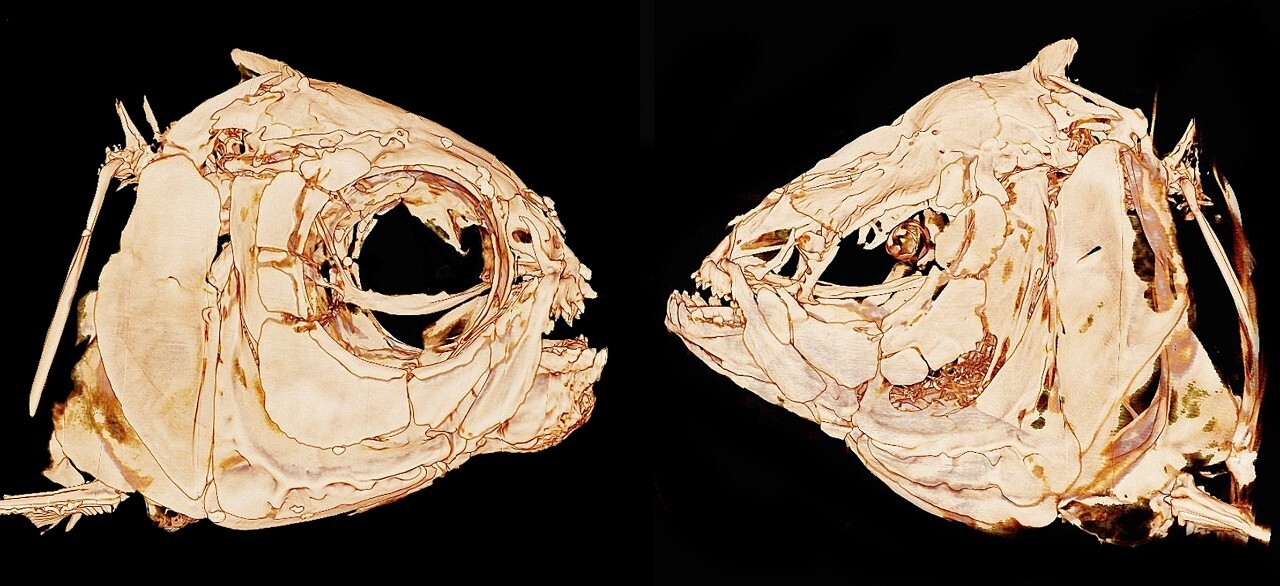 Skull of a surface-dwelling Mexican tetra on the left, with a skull of a cave-dwelling Mexican tetra on the right. Note the differences in the size of the eye orbit and jaw