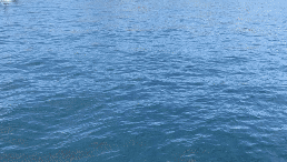 Moctezuma approaching a whale shark turned upside down