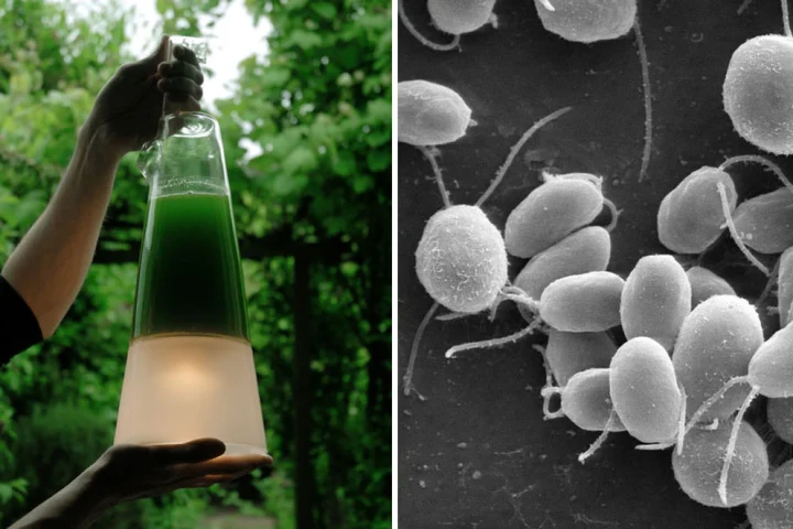 Mike Thompson's algae powered lamp