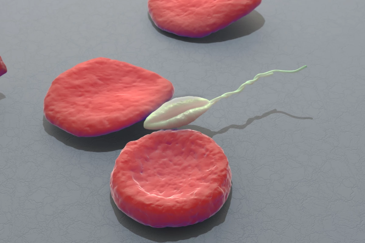 Researchers gene edited the Leishmania major parasite so it could be used in a vaccine without causing disease