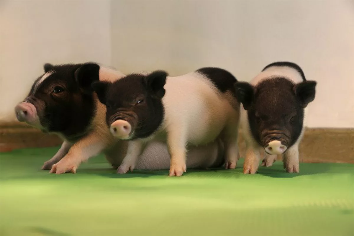 These healthy piglets have been genetically modified to be free of retroviruses, bringing us one step closer to achieving widespread animal/human organ transplants