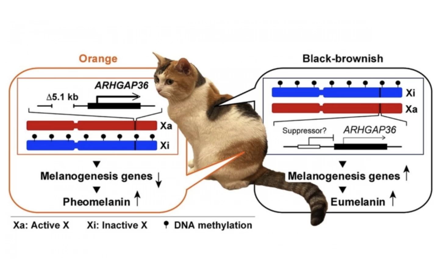 Calico cats have X chromosomes that have two variants of the gene ARHGAP36. In orange patches of fur, the active chromosome (red) contains a deletion mutation in ARHGAP36, while in black patches of fur, the active chromosome (red) does not contain the deletion, and ARHGAP36 is suppressed