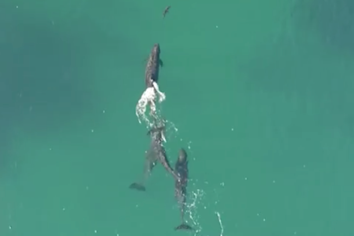 Drone Captures Rare Moment As Whales Take Down Juvenile Shark