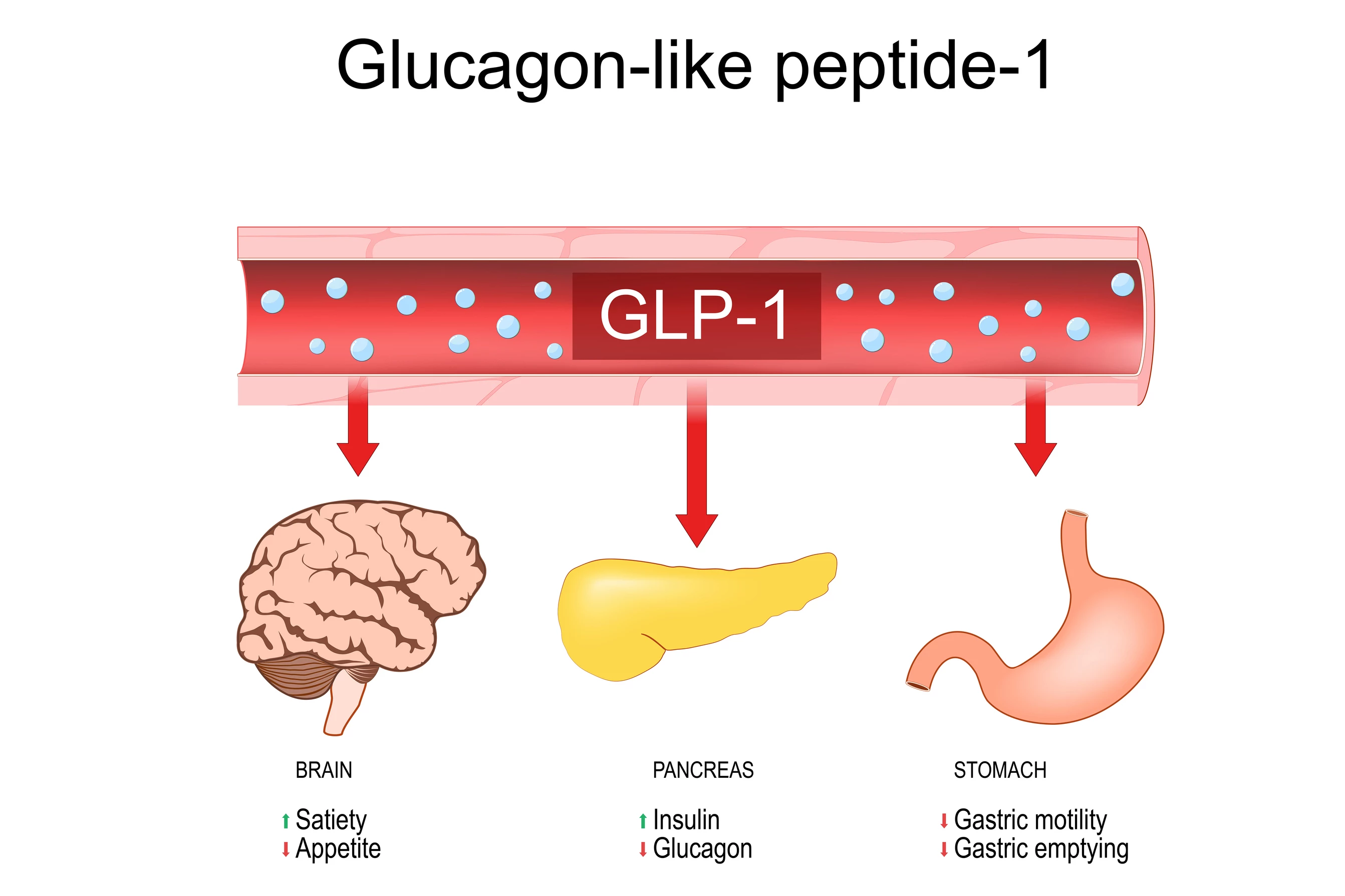 The actions of glucagon-like peptide-1 (GLP-1) throughout the body
