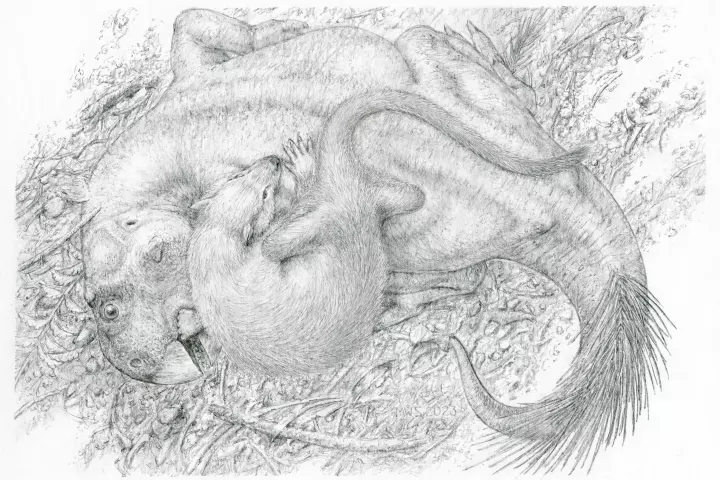 An artist's impression of the dinosaur Psittacosaurus and the mammal Repenomamus locked in combat, in the poses their bones have now been found in