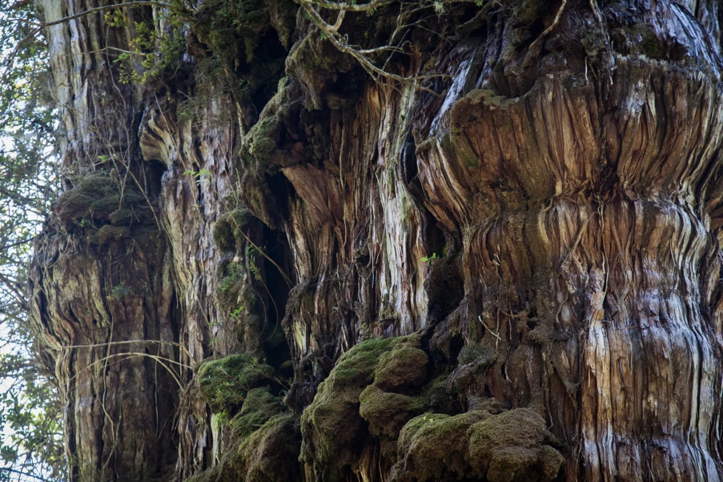 While 3,622 is a decent stint, the Gran Abuelo isn't the oldest living tree on the planet