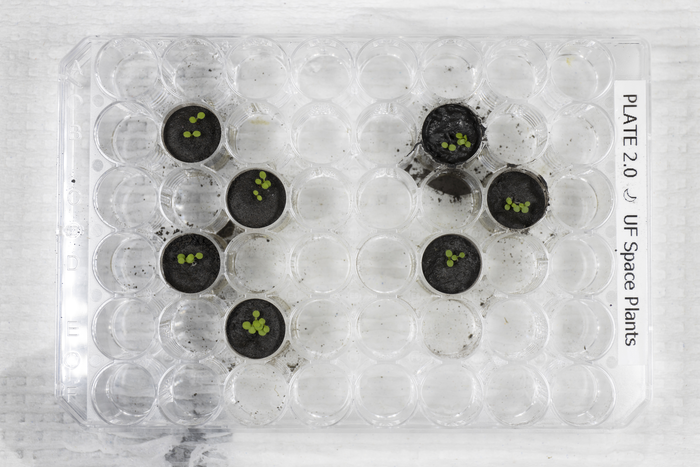 Arabidopsis plants six days after the seeds were planted, with wells containing lunar soil on the right and control experiments on the left