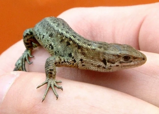 Tunnel design helps the Common Lizard